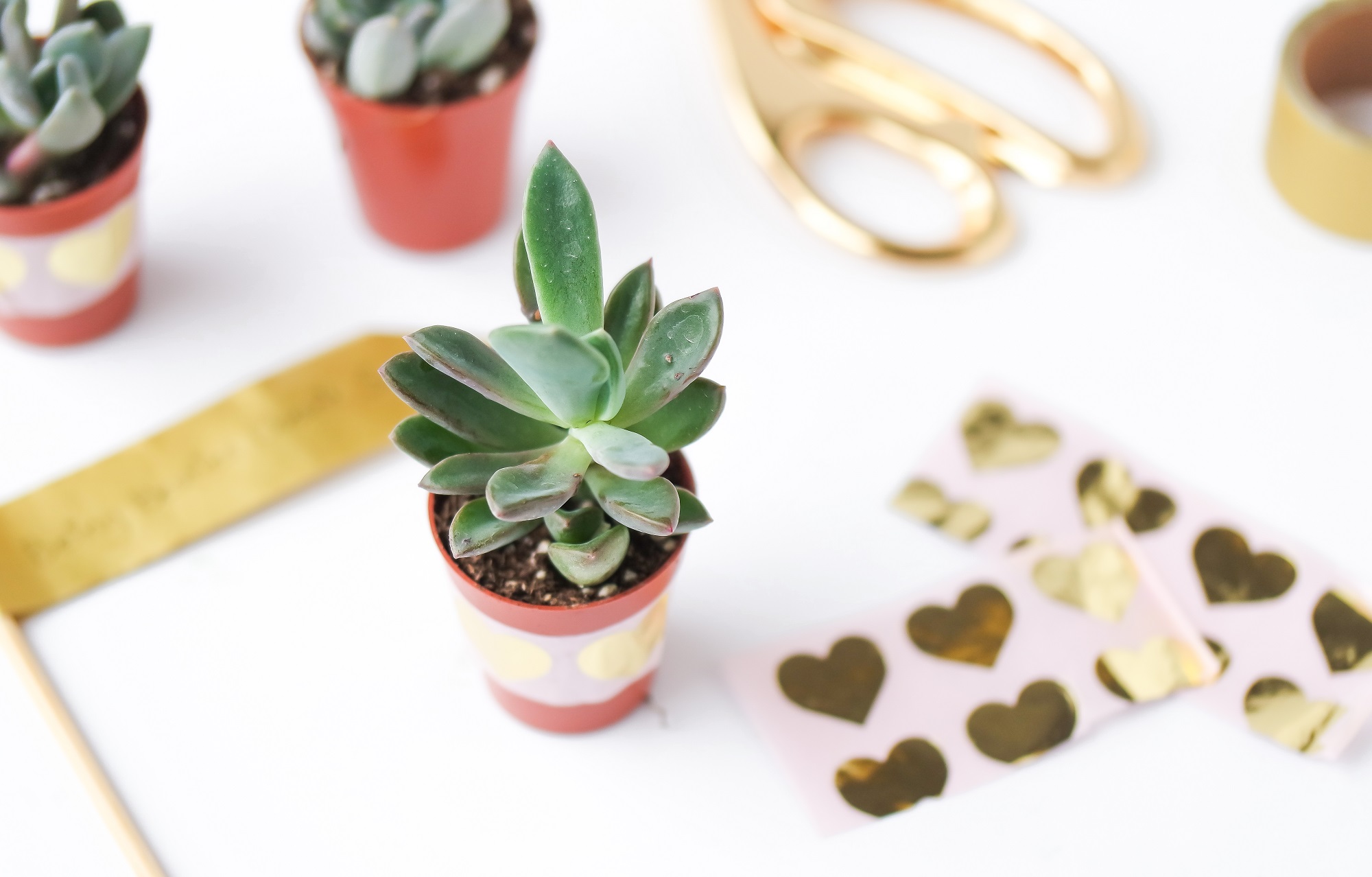 valentines day succulents-1031